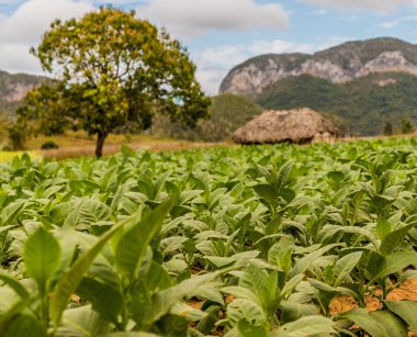 Vinales Vadisi Küba'da tipik bir görünümde.