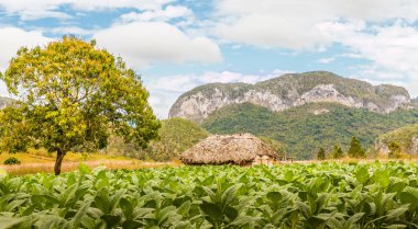 Vinales Vadisi Küba'da tipik bir görünümde.