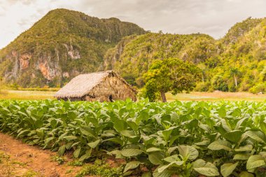Vinales Vadisi Küba'da tipik bir görünümde.