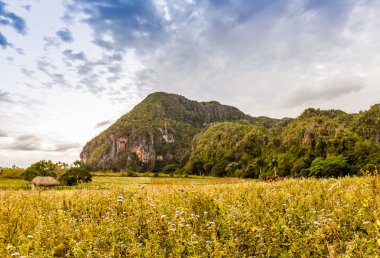 Vinales Vadisi Küba'da tipik bir görünümde.
