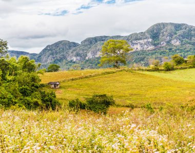 Vinales Vadisi Küba'da tipik bir görünümde.