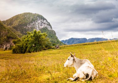 Vinales Vadisi'ne Pinar del Rio, Küba. Ocak 2018. Bir inek kırsal Küba'da Vinales Vadisi'nde bir çayırda bir görünümünü.