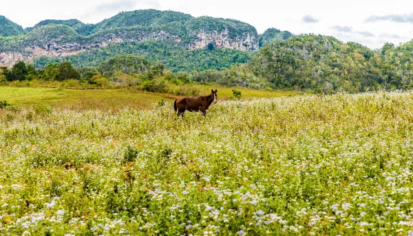 Uma vista típica do Vale de Vinales em Cuba . — Fotografia de Stock