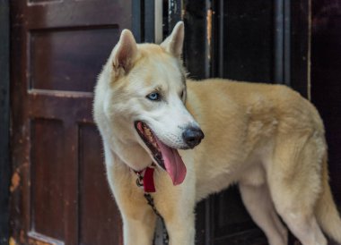 Panama Panama City'deki tipik bir görünüm