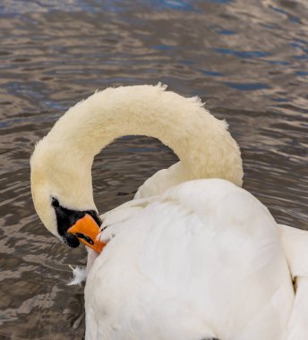 Londra 'da tipik bir manzara