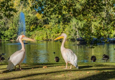 Green park Londra'nın tipik bir görünümde
