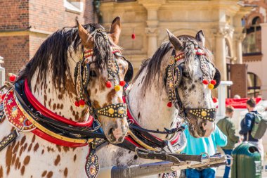 Krakow Polonya Ana Meydanı'nda atların Portriats