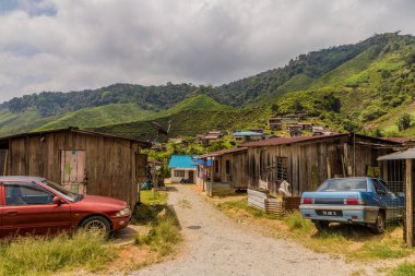 Malezya 'daki Cameron dağlık arazilerindeki çay tarlaları