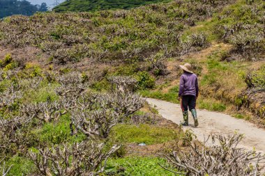 Malezya 'daki Cameron dağlık arazilerindeki çay tarlaları