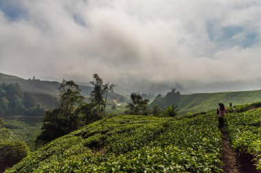 Malezya 'daki Cameron dağlık arazilerindeki çay tarlaları