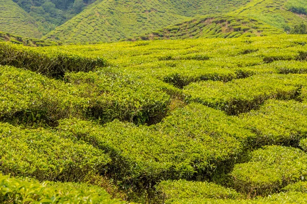 Theeplantages in de cameron hooglanden in Maleisië — Stockfoto