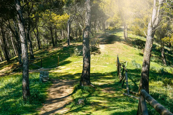 Caminho Florestal Que Conduz Através Floresta Verde — Fotografia de Stock