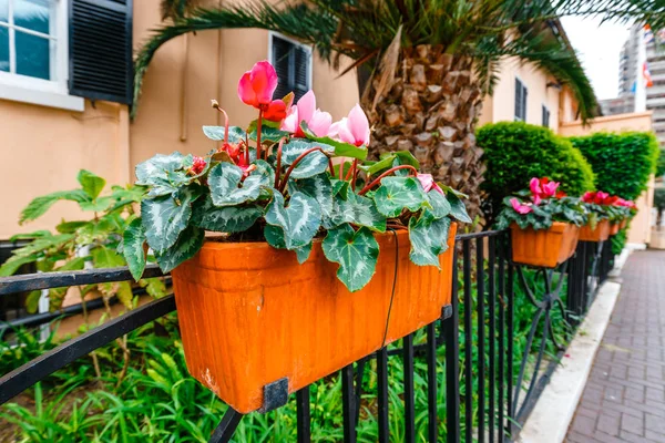 potted spring flowers on a fence, close up