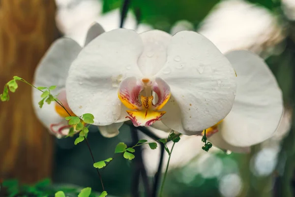 Närbild Vit Orkidé Blomma Tropisk Trädgård — Stockfoto