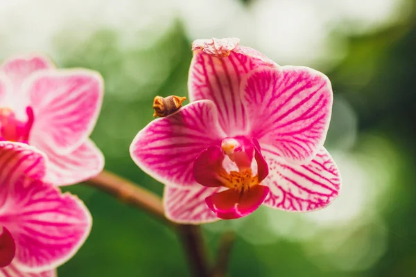 Närbild Lila Orkidé Blomma Tropisk Trädgård — Stockfoto