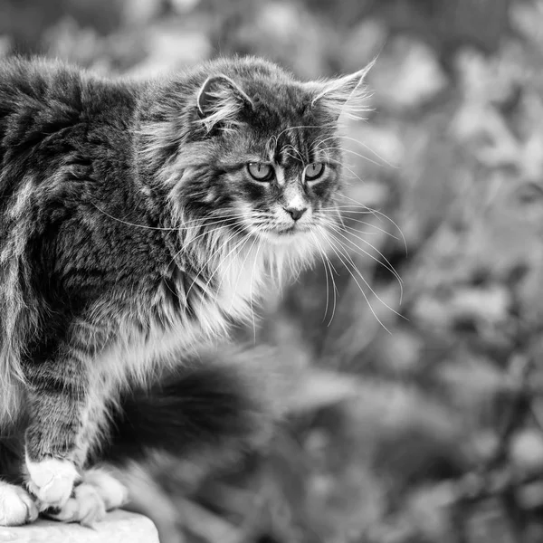 Portrét Rozkošný Mainských Mývalích Koček Seděl Kamenném Podstavci Foto — Stock fotografie