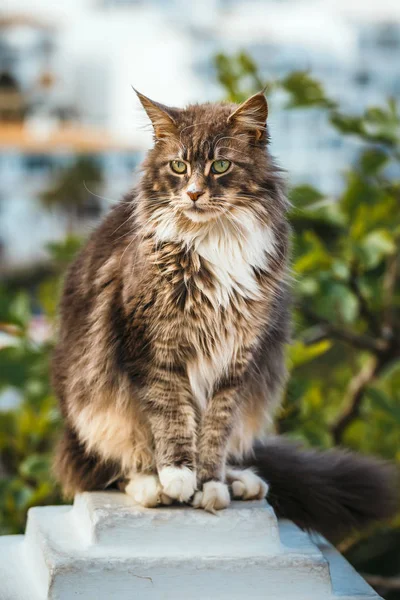 Portret Van Schattige Maine Coon Kat Zittend Een Stenen Sokkel — Stockfoto