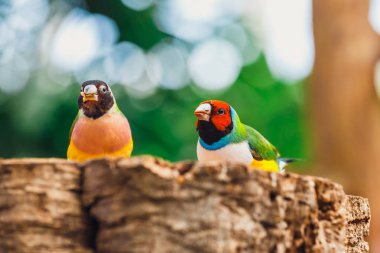 Bayan Gouldian finch, Erythrura gouldiae, yakın çekim