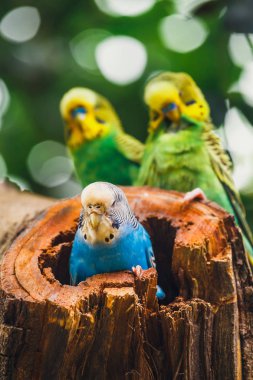 İçinde belgili tanımlık yuva, Melopsittacus undulatus oturan budgerigars