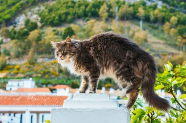 Çok güzel Maine Coon Kedi bir taş kaide üzerinde oturan portresi