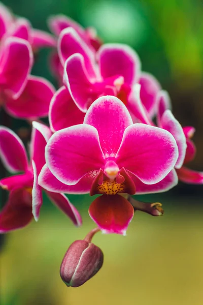 Närbild Lila Orkidé Blomma Tropisk Trädgård — Stockfoto