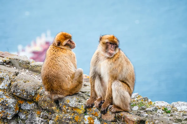Closeup Pair Macaques Reserve Gibraltar Peninsula Stock Photo