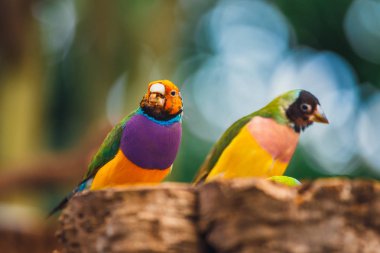 Bayan Gouldian finch, Erythrura gouldiae, yakın çekim