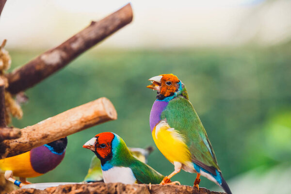 Леди Гоулдианская вьюнка, Эритрура Голдия, крупным планом.
