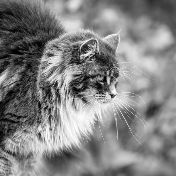 Portret Van Schattige Maine Coon Kat Zittend Een Stenen Sokkel — Stockfoto