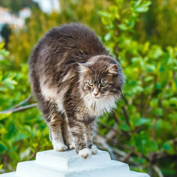 Portret Van Schattige Maine Coon Kat Zittend Een Stenen Sokkel — Stockfoto