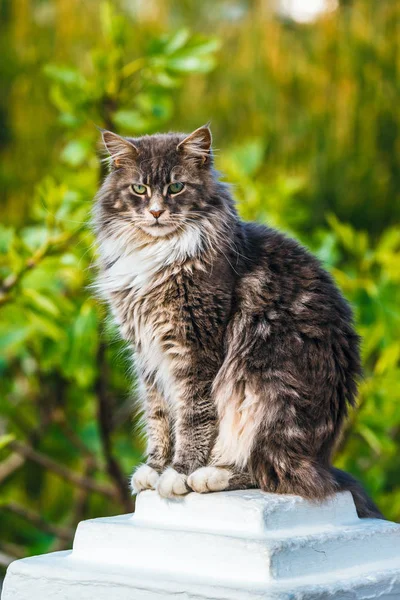 Portrét Rozkošný Mainských Mývalích Koček Seděl Kamenném Podstavci — Stock fotografie