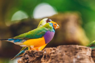 Bayan Gouldian finch, Erythrura gouldiae, yakın çekim
