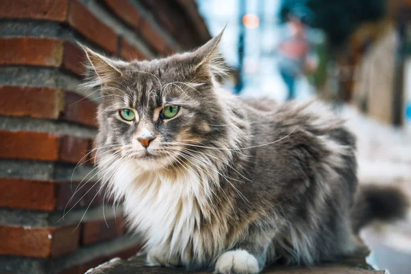 Portrait Cat Maine Coon Resting Stone Wall — Stock Photo, Image
