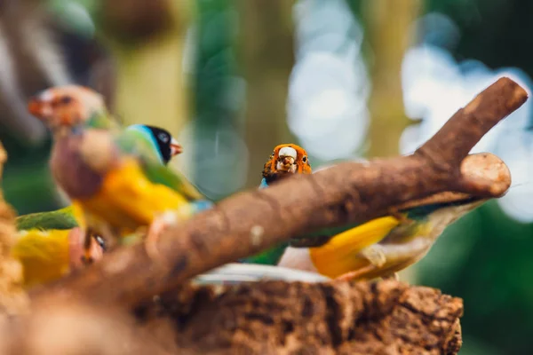 Die Gouldische Finkendame Erythrura Gouldiae Aus Nächster Nähe — Stockfoto