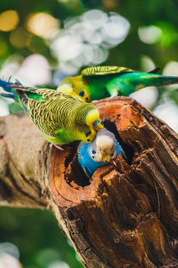 İçinde belgili tanımlık yuva, Melopsittacus undulatus oturan budgerigars
