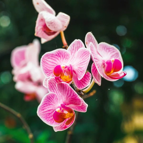 Närbild Lila Orkidé Blomma Tropisk Trädgård — Stockfoto