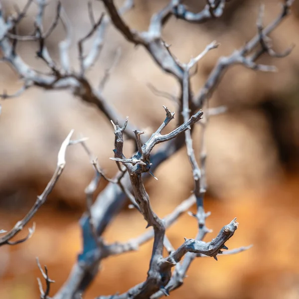 Arbusti Essiccati Sole Terreno Roccioso Vicino — Foto Stock