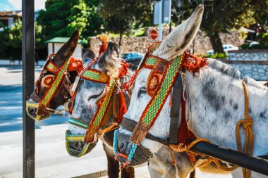 Renkli bir şekilde dekore edilmiş eşek eşek-taksi Mijas, önemli bir turistik yolcu bekliyor olarak ünlü kapatın. Andalusia, İspanya