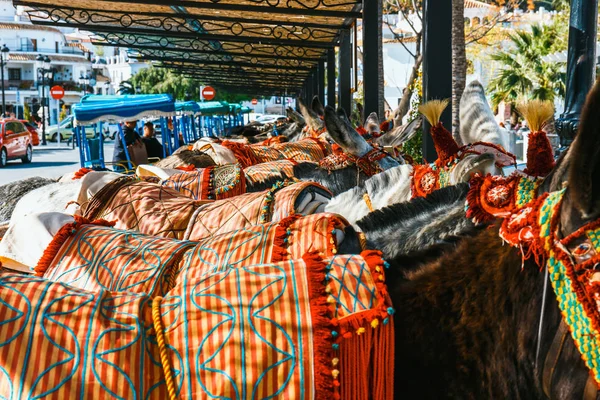 Close Van Kleurrijke Ingerichte Ezels Bekend Als Burro Taxi Wachten — Stockfoto