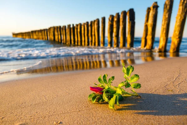 Flor Rosa Praia Pôr Sol — Fotografia de Stock