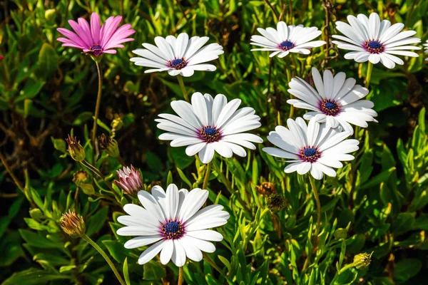 Clump Hardy African Daisy Osteospermum Plants — Stock Photo, Image