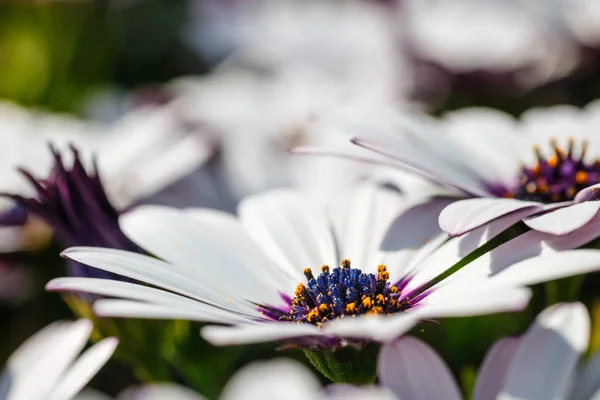 Klump Härdiga Afrikanska Daisy Osteospermum Växter — Stockfoto