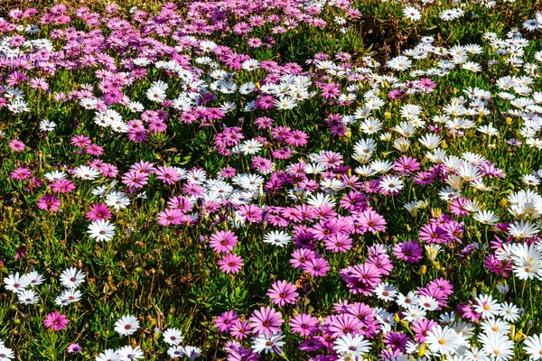 Fältet Vackra Afrikanska Daisy Naturlig Bakgrund — Stockfoto