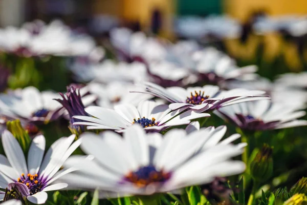 Klump Härdiga Afrikanska Daisy Osteospermum Växter — Stockfoto