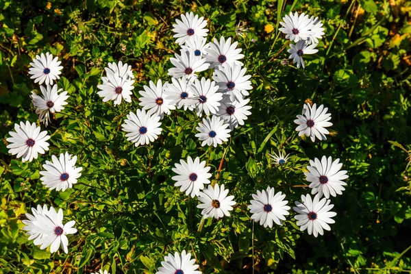 Field Beautiful African Daisy Natural Background — Stock Photo, Image