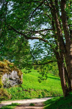 Güneş ışınları ağaçların arasından parlıyor.