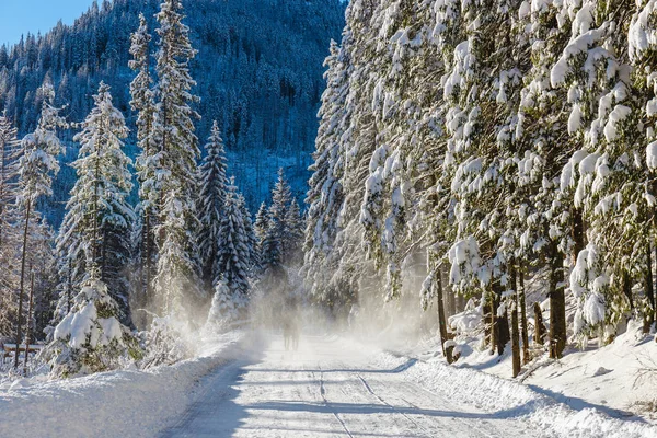 The snow slides off the trees onto the mountain path