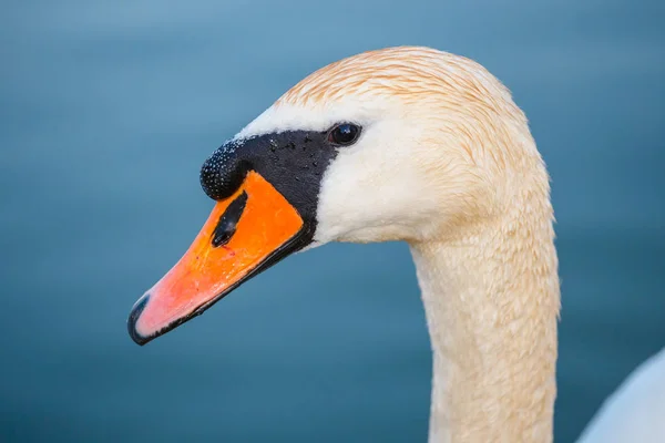 Портрет Белого Лебедя Голубом Озере — стоковое фото