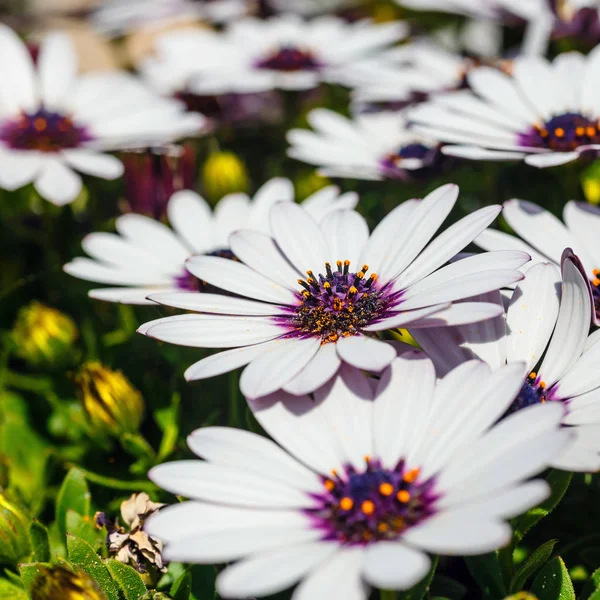 Een Klomp Van Hardy Afrikaanse Daisy Osteospermum Planten — Stockfoto