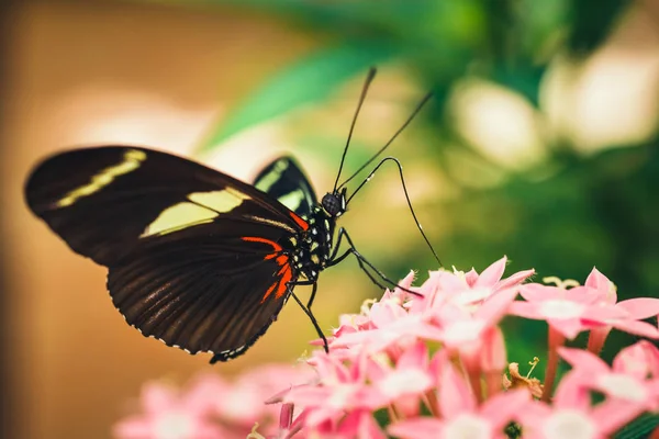Τροπικό Κόκκινο Μαύρο Και Άσπρο Πεταλούδα Που Ονομάζεται Heliconius Melponeme — Φωτογραφία Αρχείου